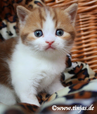 Britisch Kurzhaar cinnamon kitten